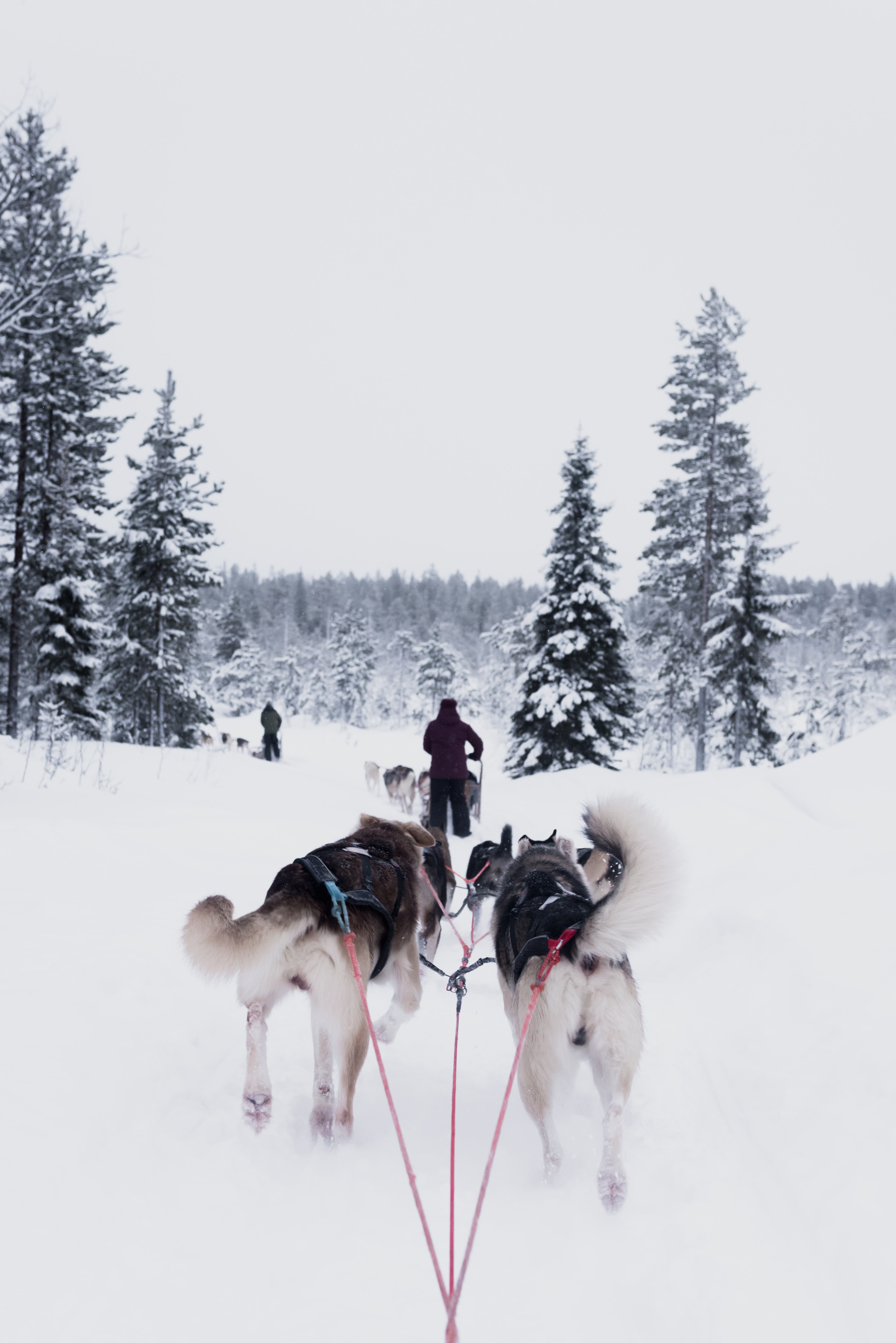 Huskies in Finland
