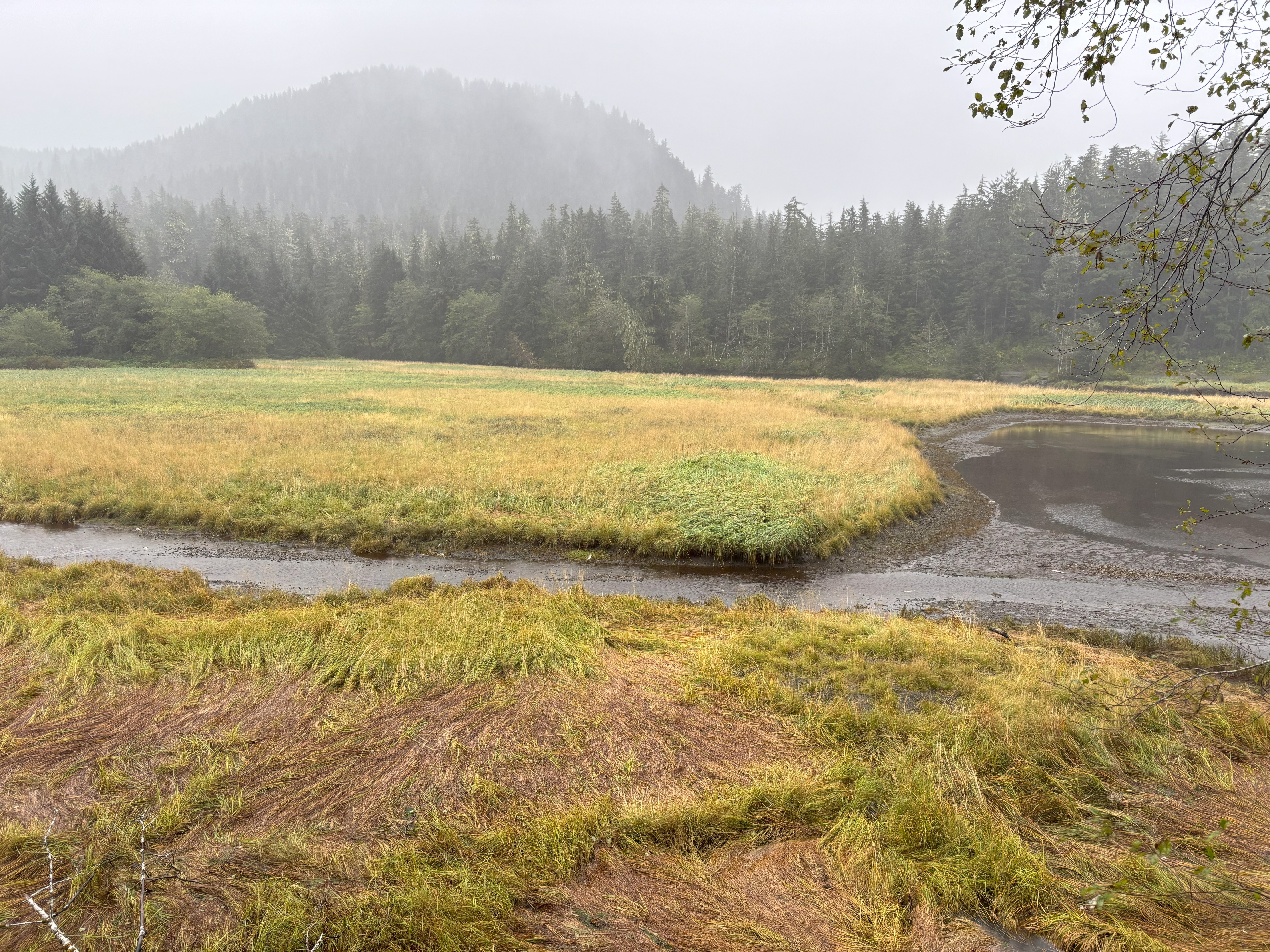 Sitka Rainforest