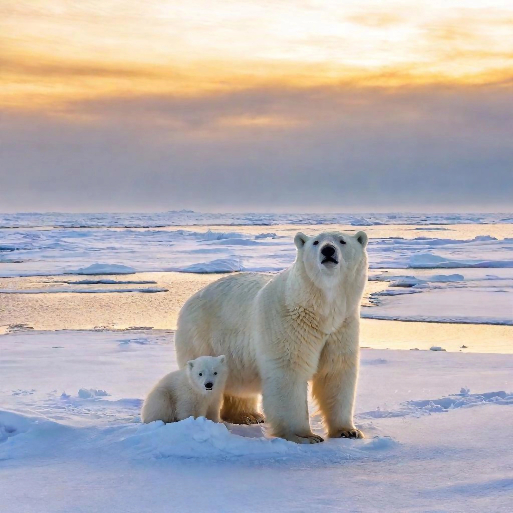 Polar Bears in Svalbard