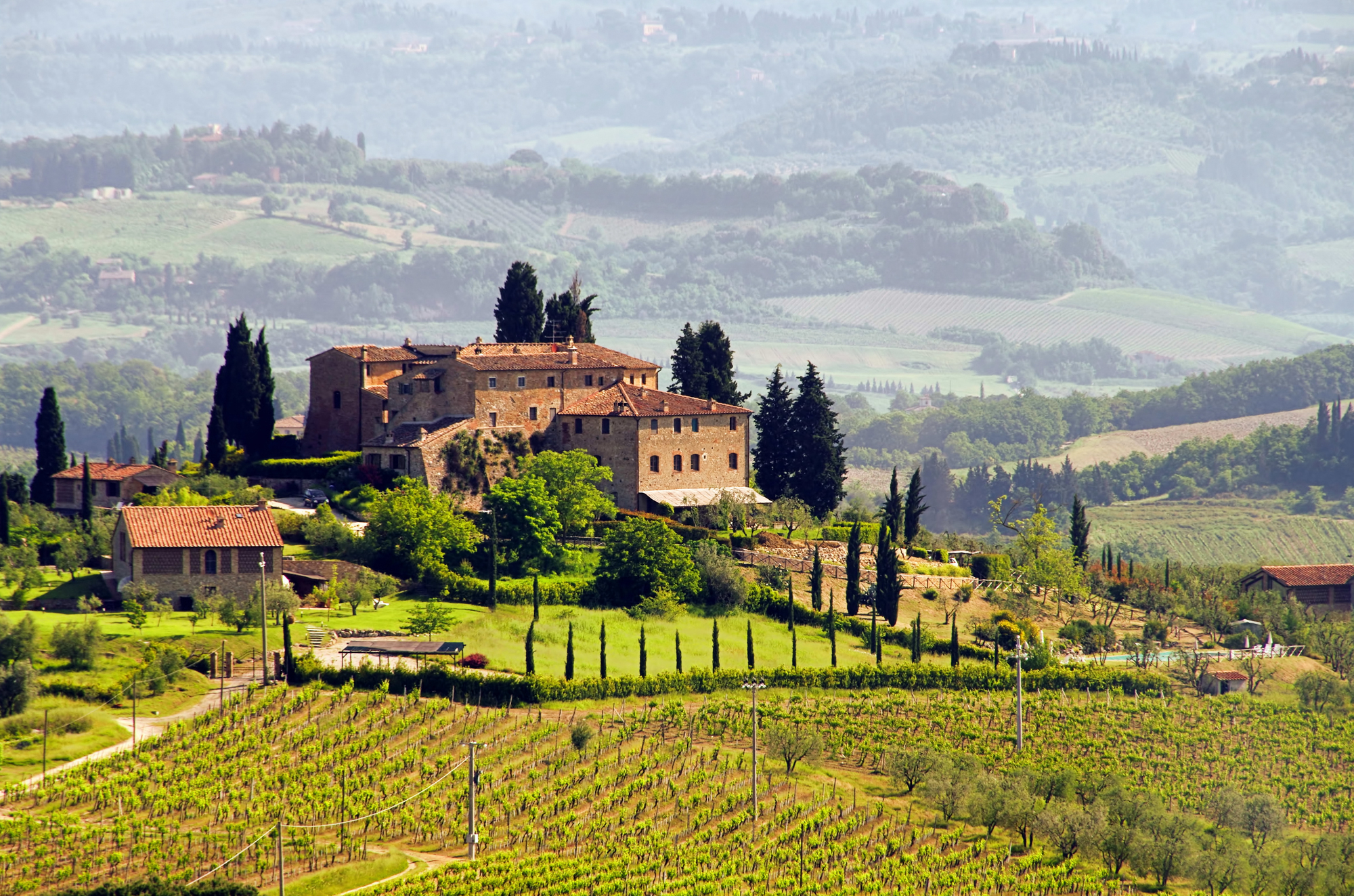 Vineyard in Tuscany Italy