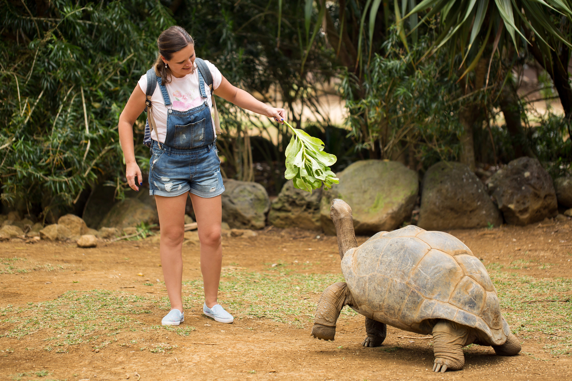 Safest Destinations in Africa for Solo Female Travelers: Top Picks for 2026 - Solo Female Traveler Feeding a Giant Turtle in Mauritius in Africa
