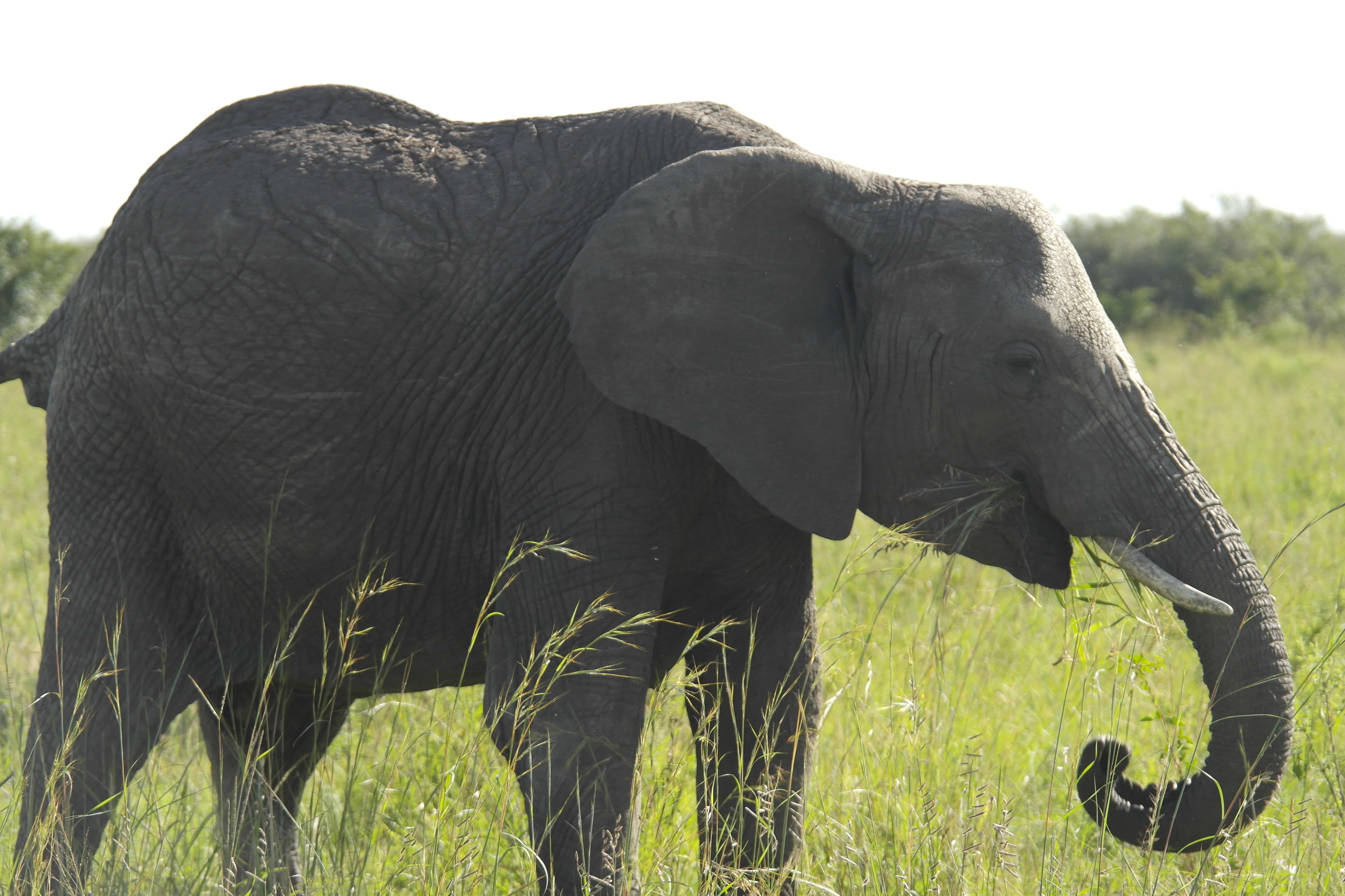 Elephant in South Africa