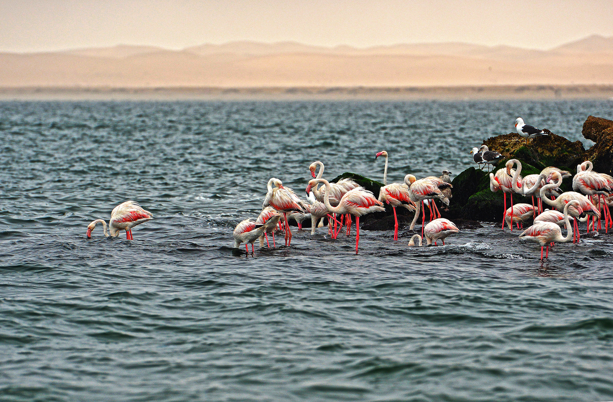 Safest Destinations in Africa for Solo Female Travelers: Top Picks for 2026 - Flamingos in Walvis Bay in Namibia in Africa