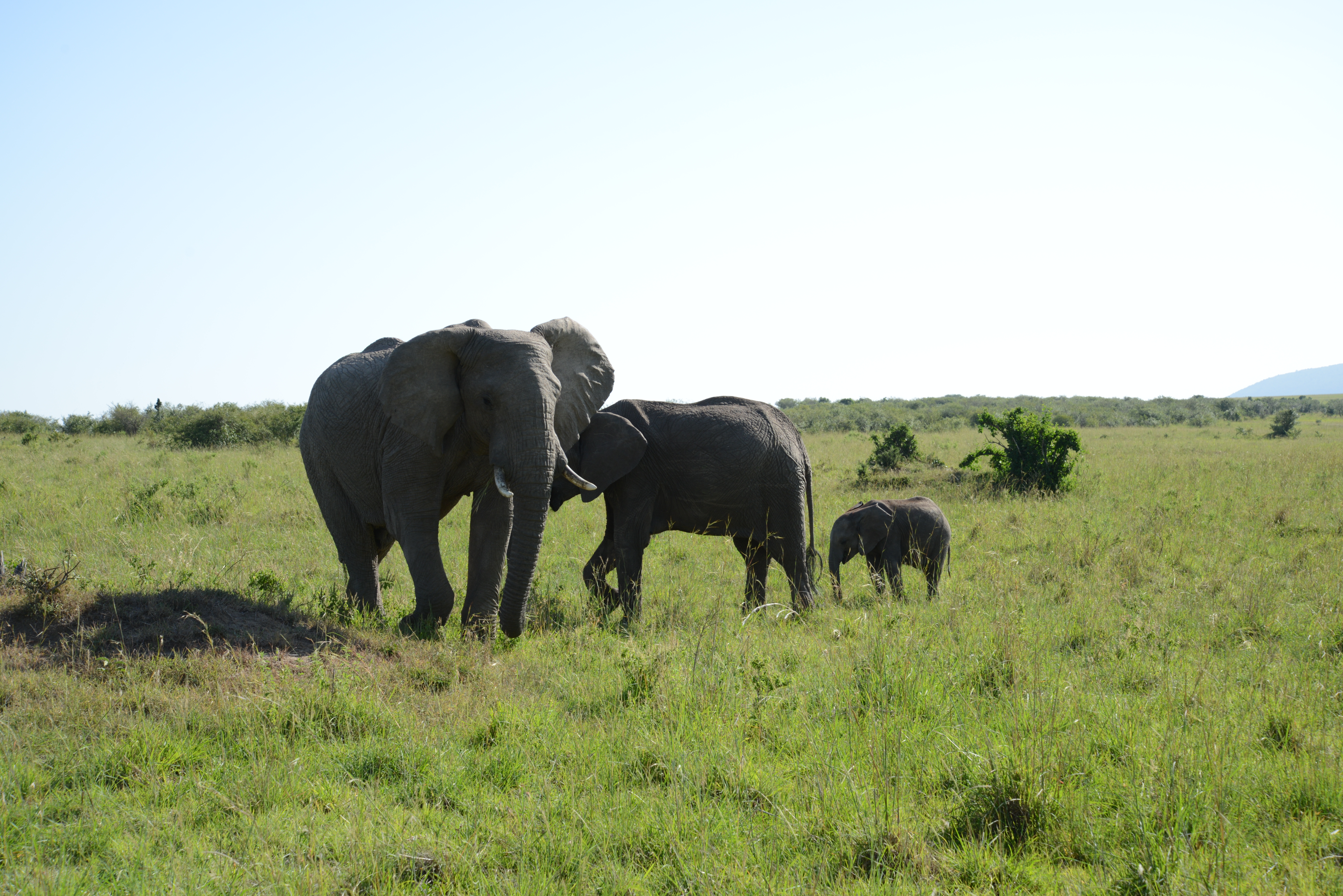 Multigenerational Safari Guide: Best African Destinations for Families with Grandparents and Kids - Elephants in Africa