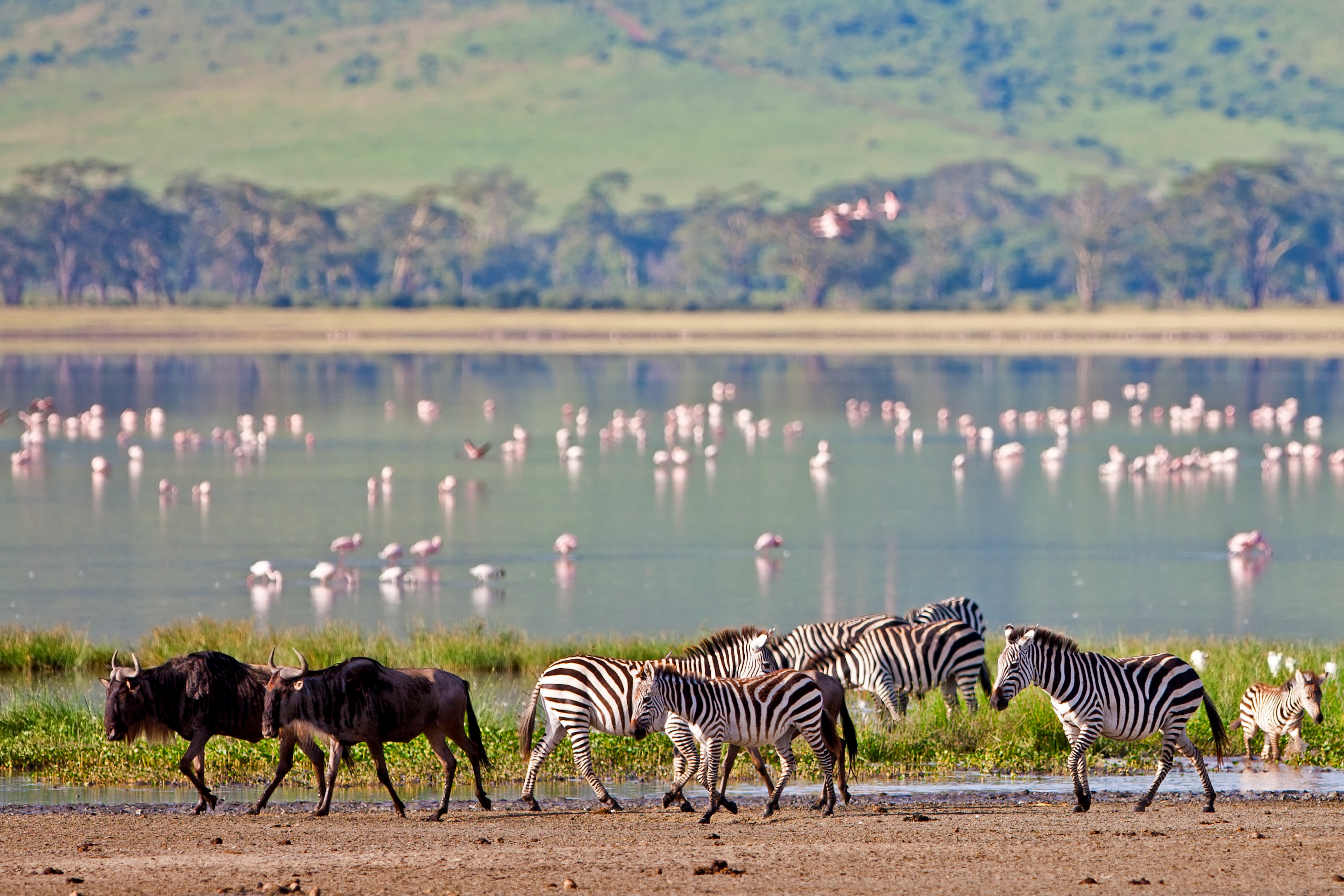 Multigenerational Safari Guide: Best African Destinations for Families with Grandparents and Kids - Wildlife inside the Ngorongoro Crater in Tanzania