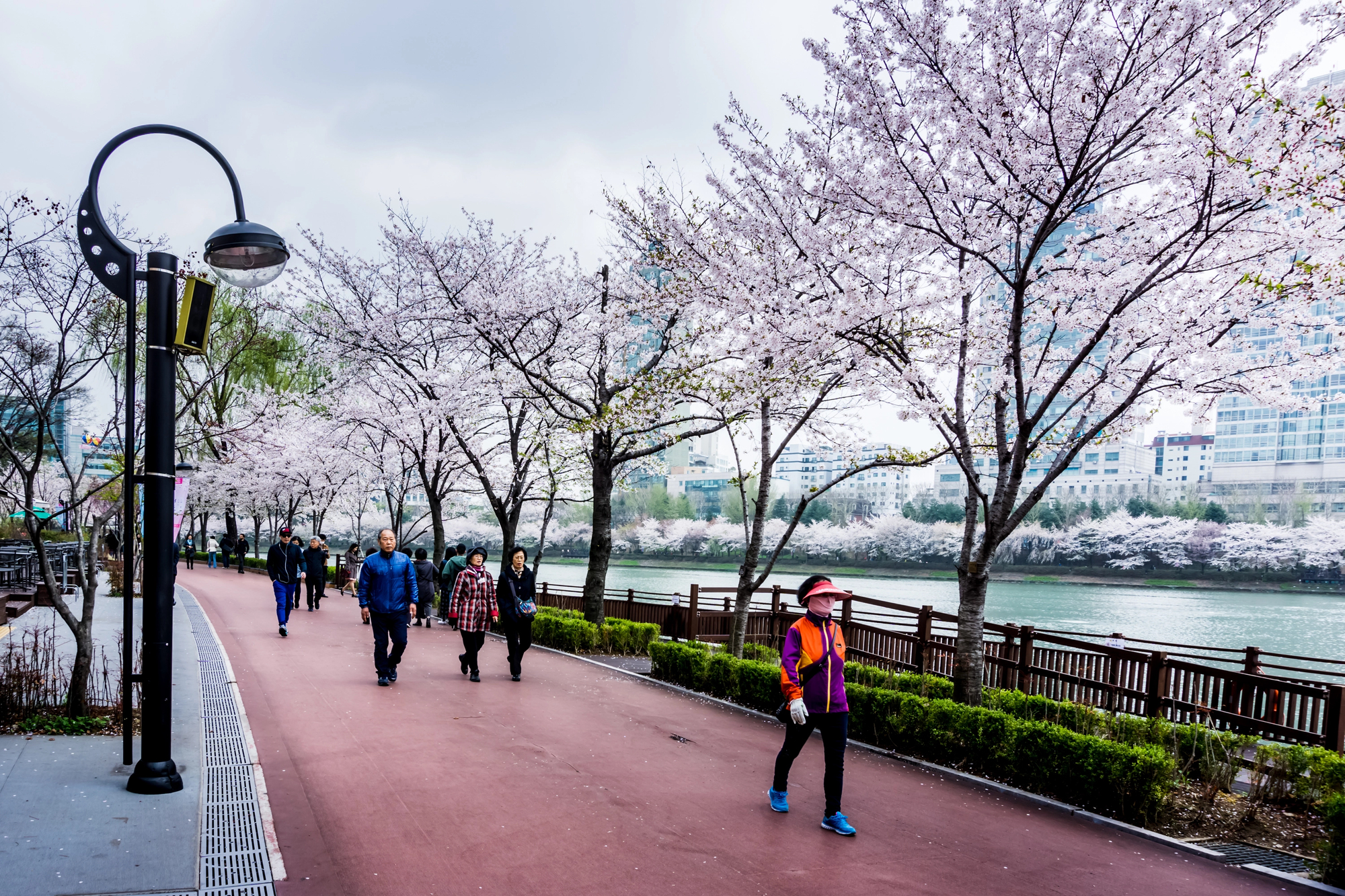 Cherry Blossom Travel for Couples: The Most Romantic Destinations to Add to Your Empty Nester Bucket List - Cherry Blossoms Seokchonhosu Lake in Seoul South Korea