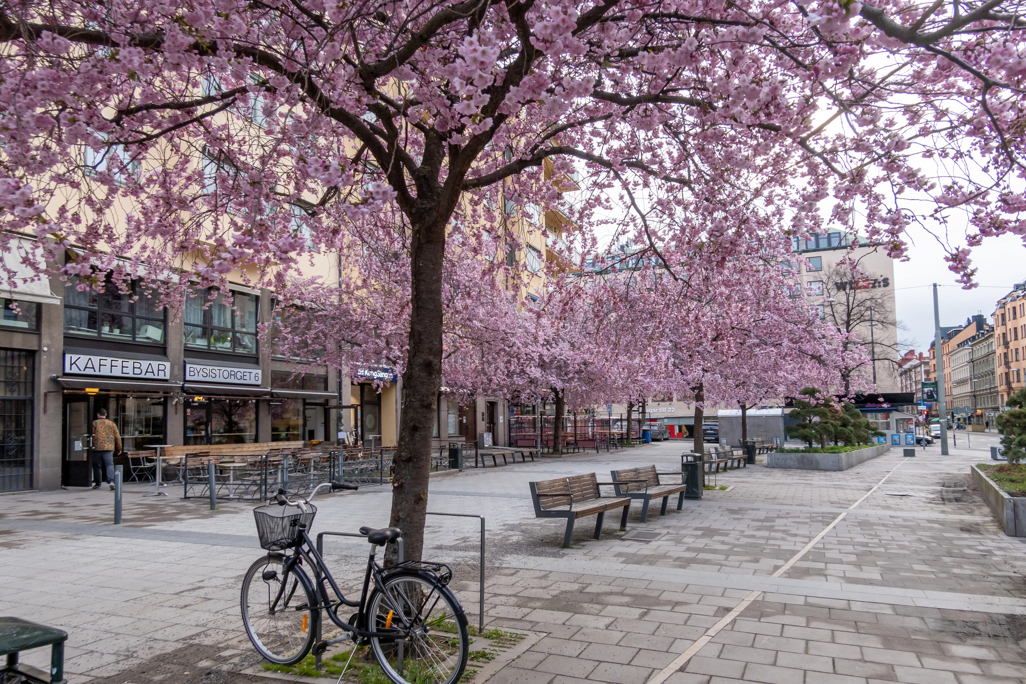 Cherry Blossoms on Bysistorget in the Sodermalm District in Stockholm Sweden
