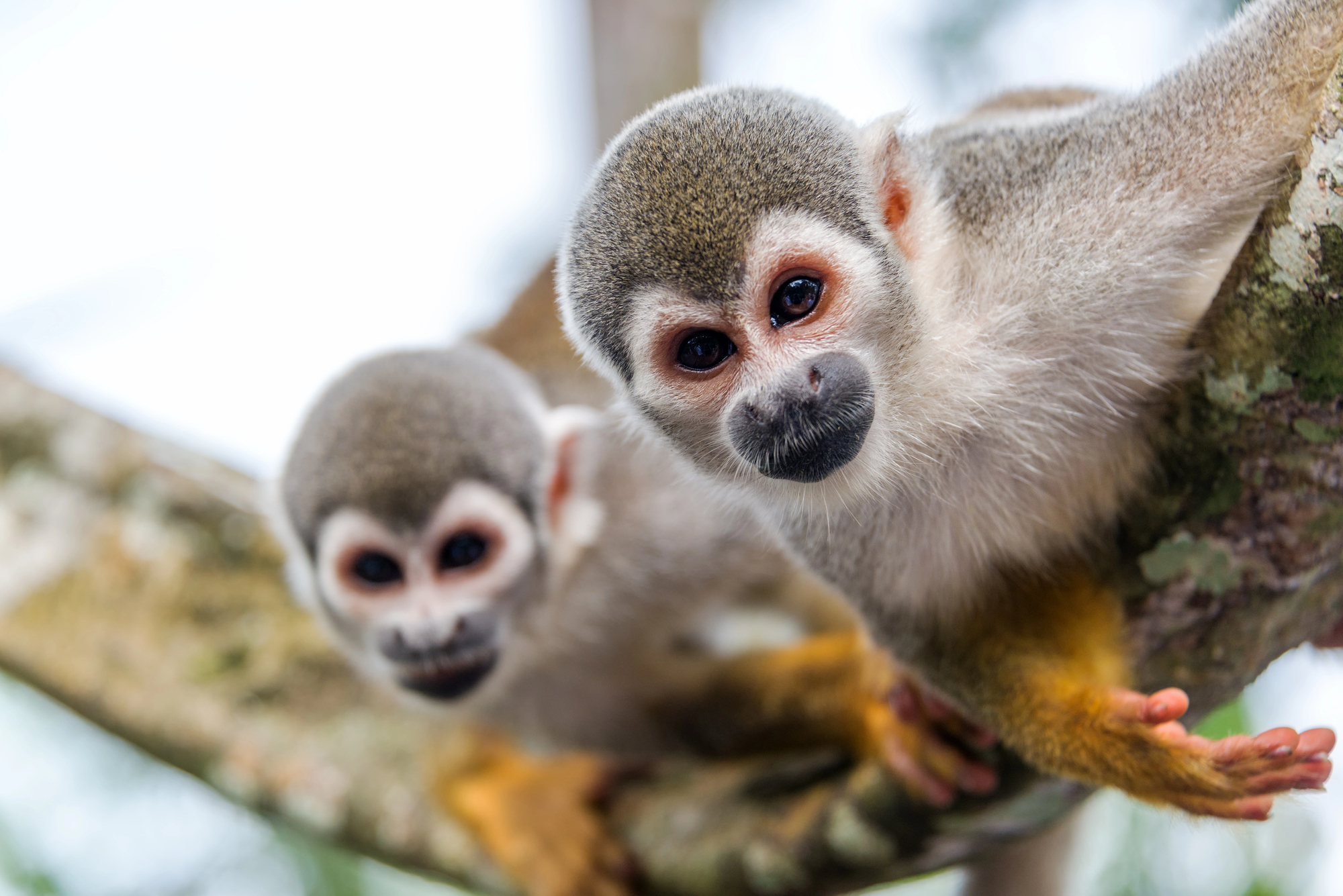 Into the Wild: Why a Luxury Amazon River Cruise Through Peru Should Be at the Top of Your Bucket List - Squirrel Monkeys in the Amazon