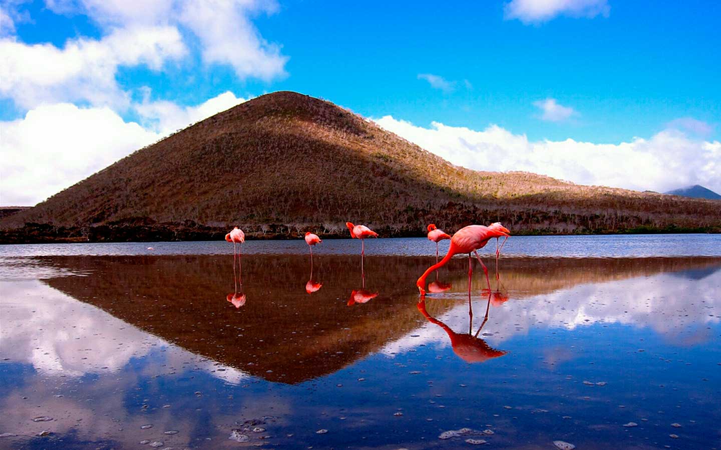 Galapagos Cruise vs Island Hopping: Which Is the Best Family Vacation Experience? - Floreana Island and Cormoran Point