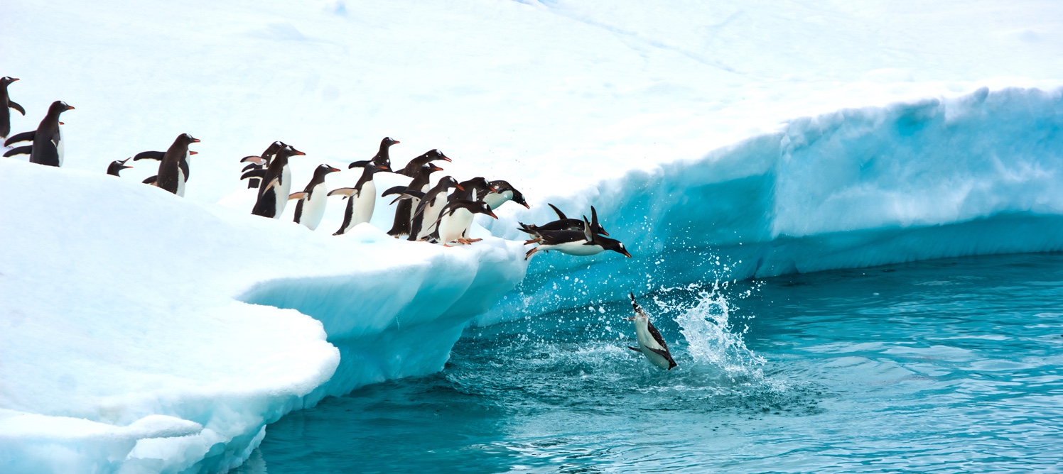 Your Antarctica Cruise Awaits: How to Plan the Most Extraordinary Trip of Your Life
