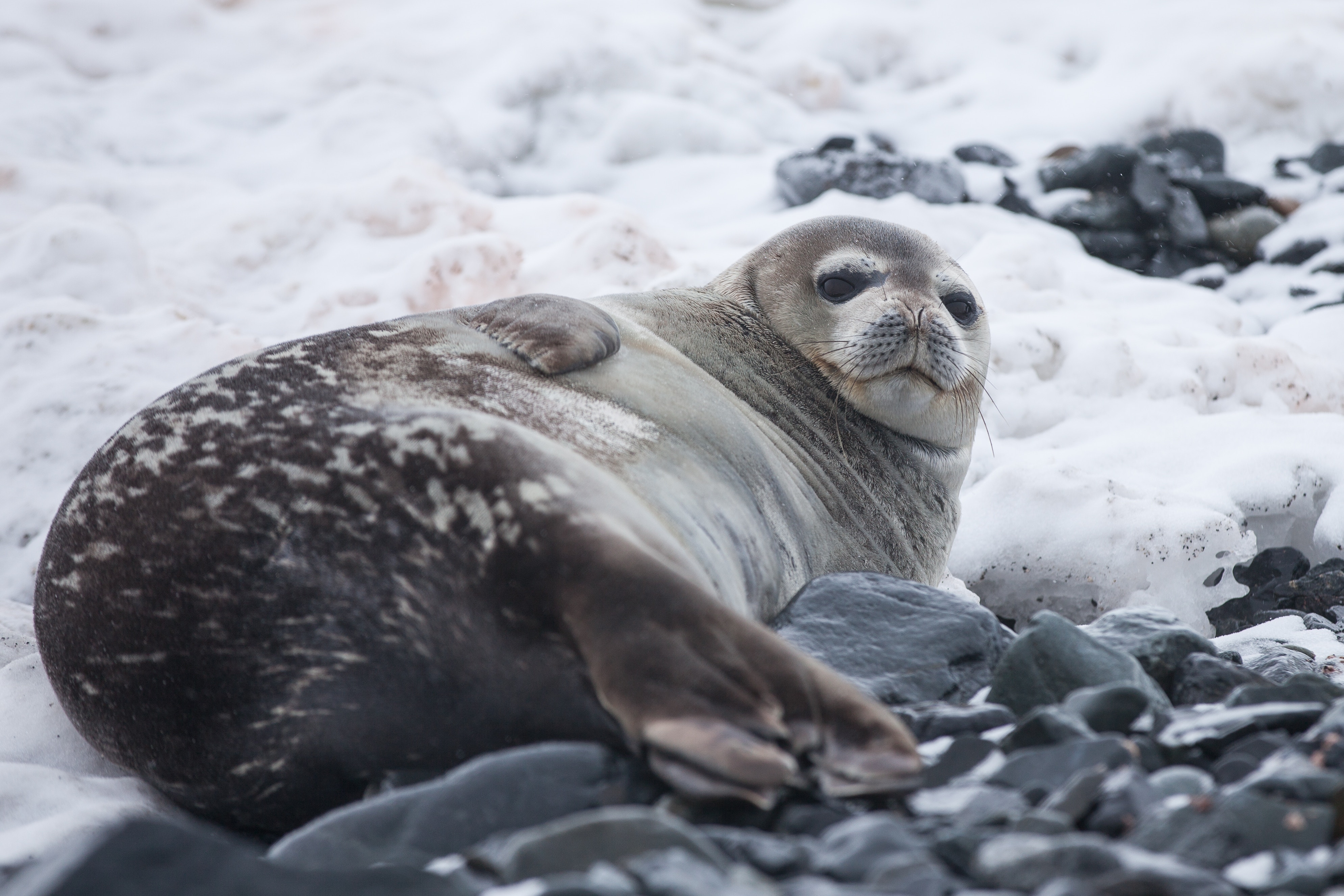 Seal in Antarctica