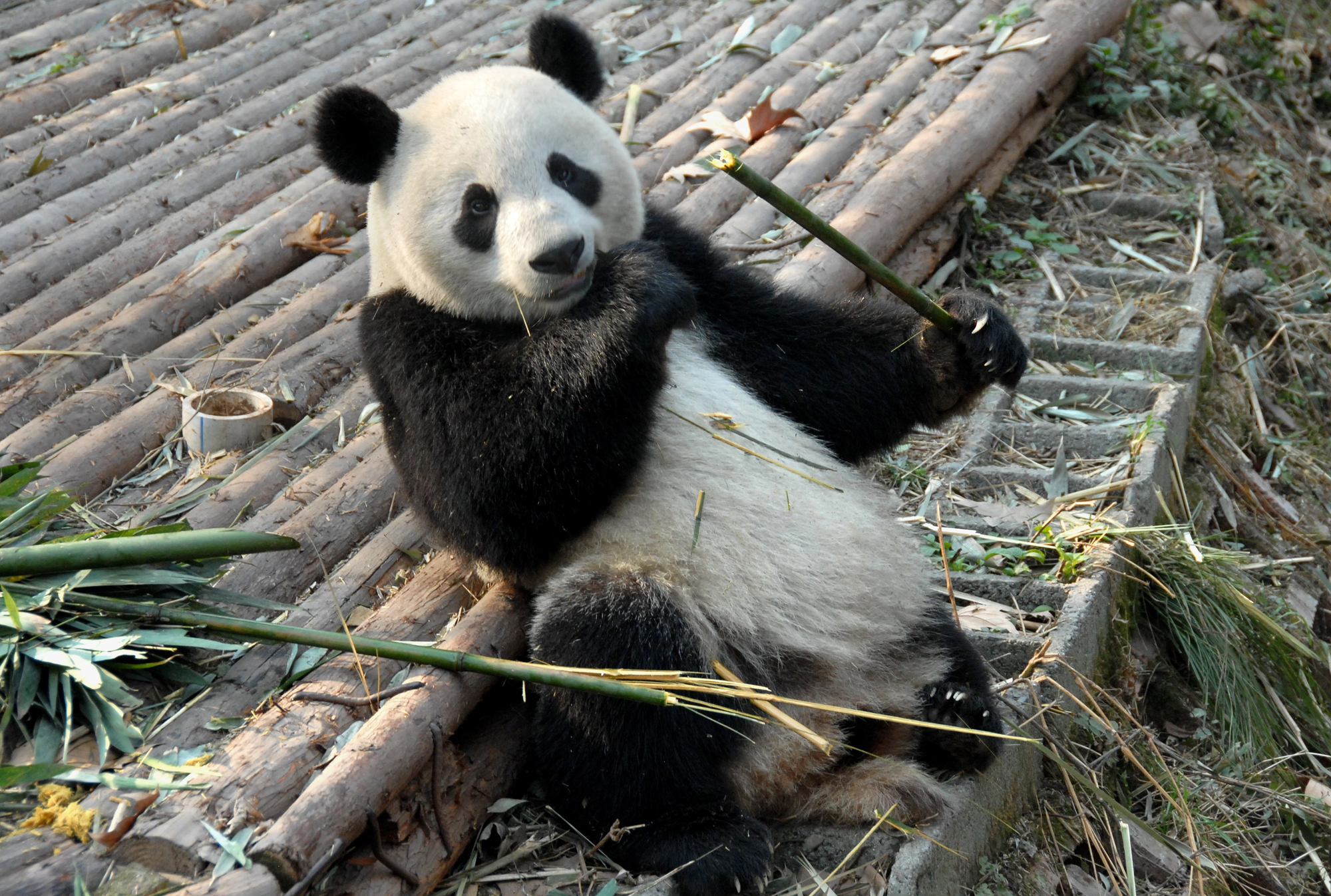 Panda at Chengdu Panda Reserve in China