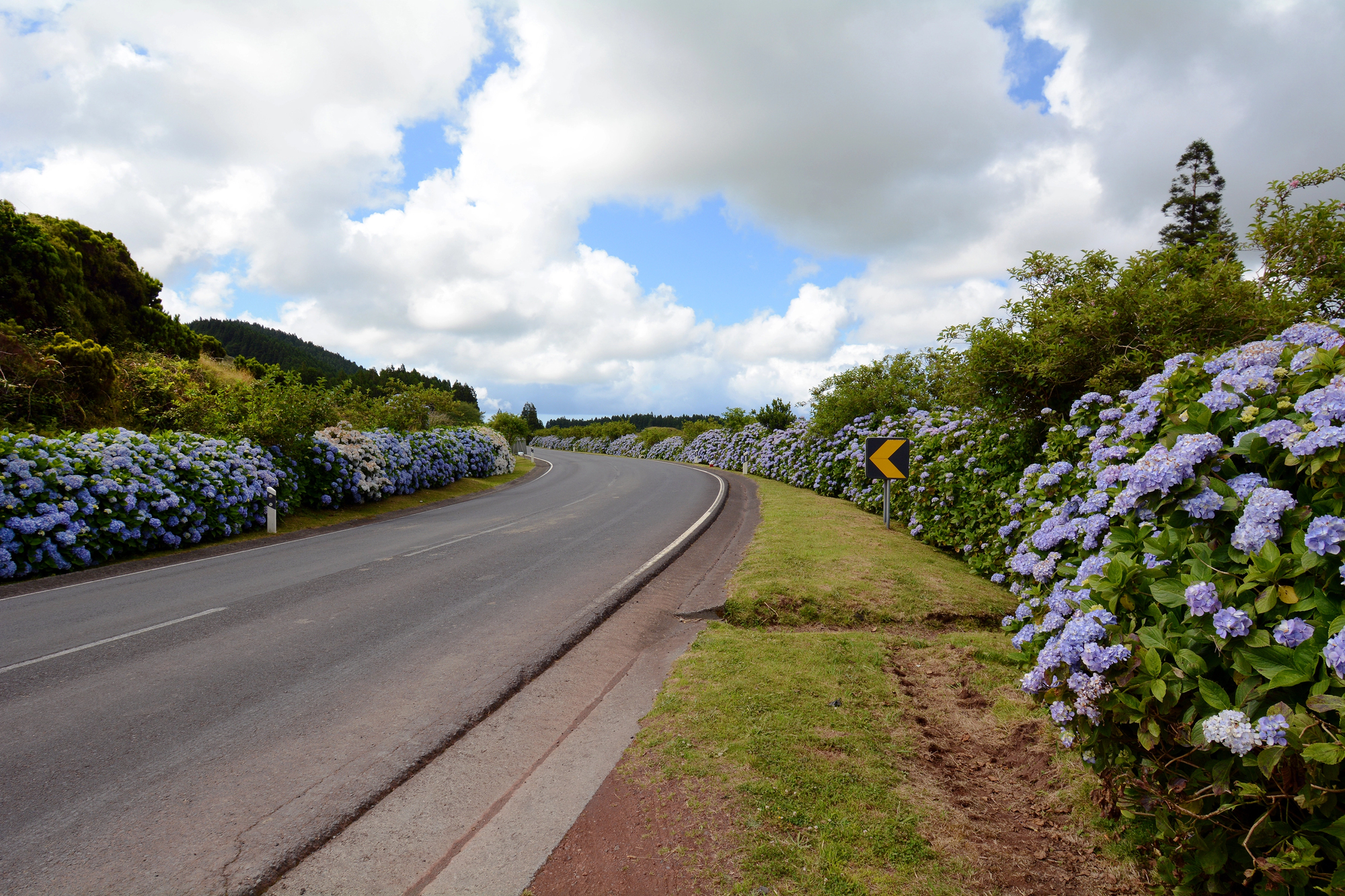 Sao Miguel Hydrangeas Lined Road in the Azores Portugal